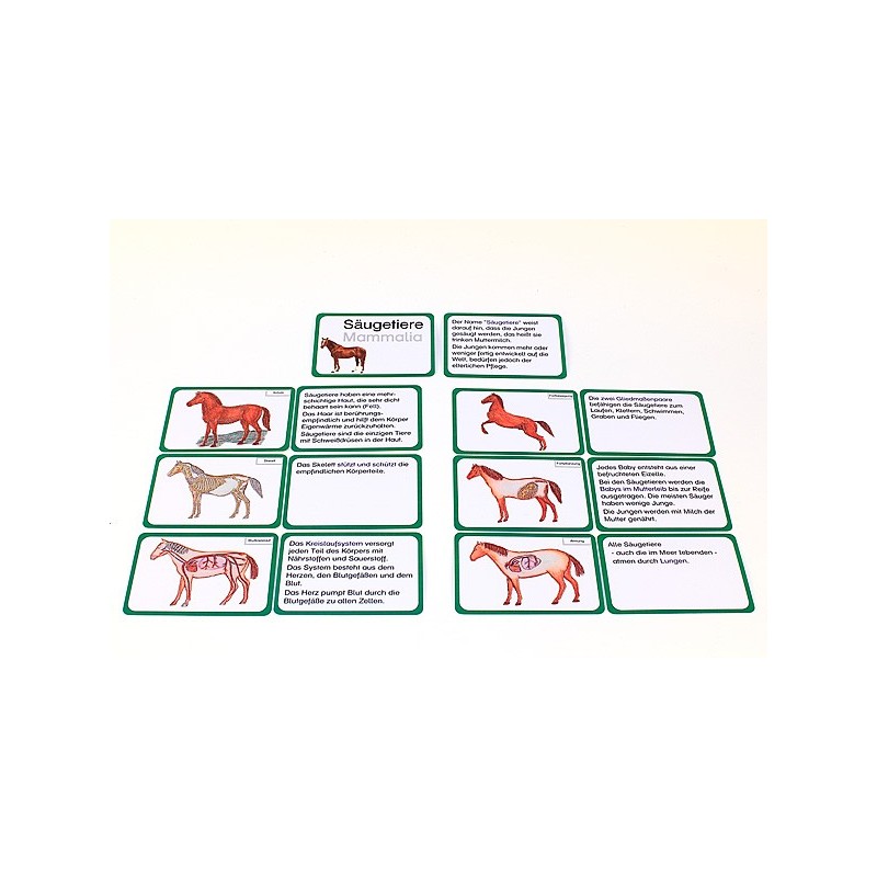 Vertebrates (This item is available in english)