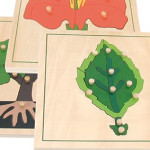 Biology Kindergarten